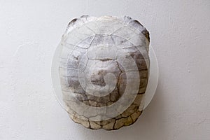 Galapagos giant tortoise shell used as wall decoration on white background