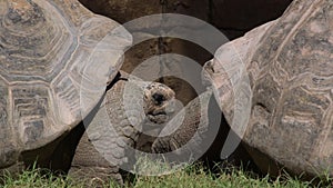 Galapagos giant tortoise turtle - Chelonoidis nigra