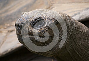 Galapagos giant tortoise turtle portrait