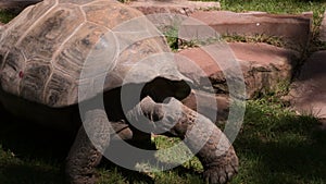 Galapagos giant tortoise turtle walking - Chelonoidis nigra
