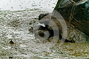 A Galapagos giant tortoise wallowing in a muddy pond
