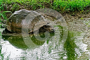 A Galapagos giant tortoise wallowing in a muddy pond