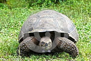 Galapagos giant tortoise