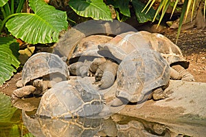 Galapagos Giant Tortoises