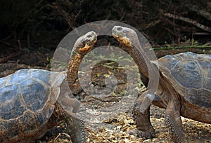 Galapagos Giant Tortoises