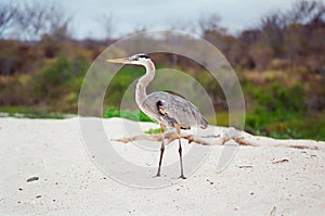 Galapagos Great Blue Heron photo