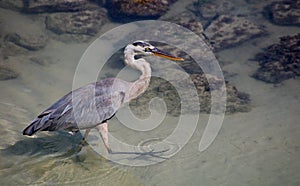 Galapagos Great Blue Heron