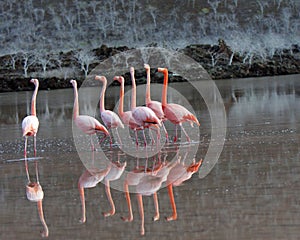 Galapagos Greater Flamingos in mating dance