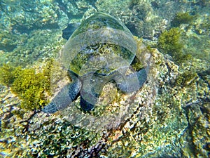 Galapagos green sea turtle