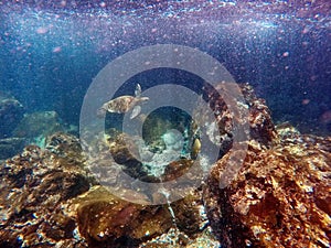 Galapagos green sea turtle swimming