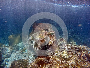 Galapagos green sea turtle swimming