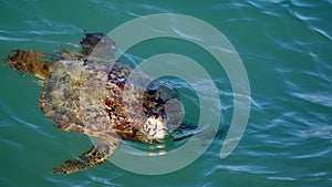 Galapagos green sea turtle in the harbor