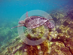 Galapagos green sea turtle swimming