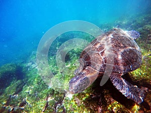 Galapagos green sea turtle swimming