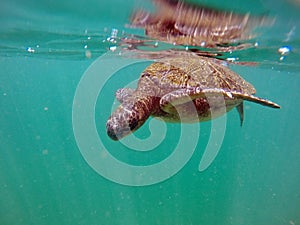 Galapagos green sea turtle