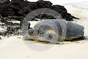Galapagos green turtle