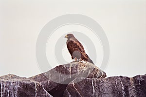Galapagos Hawk photo