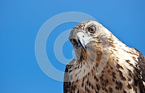 Galapagos Hawk