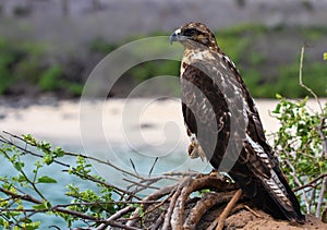 Galapagos Hawk