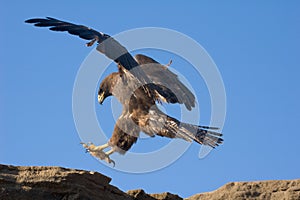 Galapagos Hawk photo