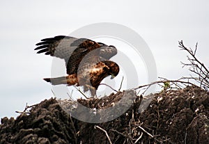 Galapagos Hawk