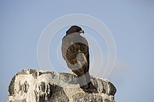 Galapagos Hawk  Buteo galapagoensis
