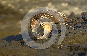 Galapagos Hawk Buteo galapagoensis eating a small marine iguana, Punta Espinosa, Fernandina Island, Galapagos Islands photo