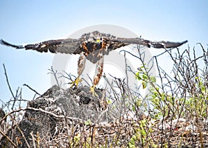 A Galapagos hawk Buteo galapagoensis, on Isla EspaÃÂ±ola in the Galapagos Islands photo