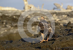 Galapagos Hawk Buteo galapagoensis perched on lava, Punta Espinosa, Fernandina Island, Galapagos Islands