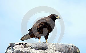 Galapagos Hawk on Espanola Island photo
