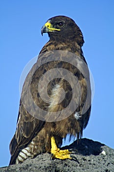 Galapagos hawk, Galapagos