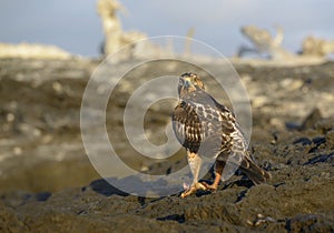 Galapagos Hawk, Punta Espinosa, Fernandina Island, Galapagos Islands photo