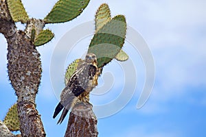 Galapagos Hawk on Santa Fe