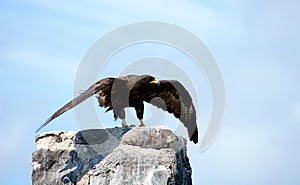 Galapagos Hawk takes flight Espanola Island photo
