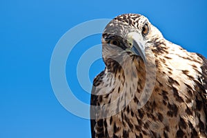 Galapagos Hawk with tilted head