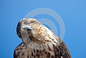 Galapagos Hawk with tilted head