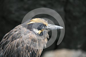Galapagos Heron