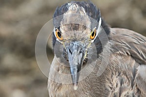 Galapagos heron in Floreana island