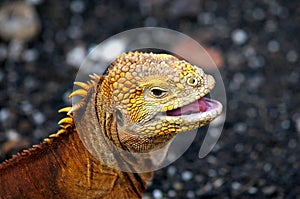 Galapagos Iguana photo