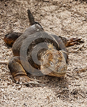 Galapagos Iguana on Beach