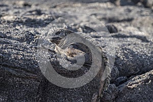 Galapagos iguana perched on grey lava rocks