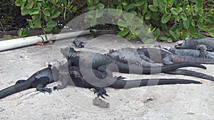 Galapagos iguana on Santa Cruz Island.