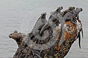 Galapagos iguanas