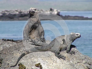 Galapagos Iguanas Sunbathing