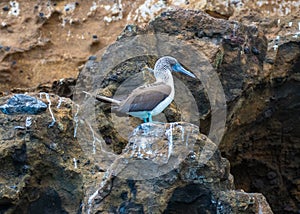 Galapagos Island Landscapes and Wildlife