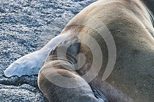 Galapagos Island Landscapes and Wildlife