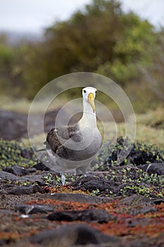 Galapagos Islands Albatross