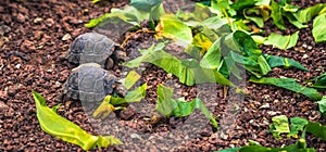 Galapagos Islands - August 23, 2017: Baby Giant land Tortoises in the Darwin Research Center in Santa Cruz Island, Galapagos