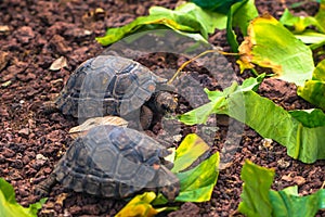 Galapagos Islands - August 23, 2017: Baby Giant land Tortoises in the Darwin Research Center in Santa Cruz Island, Galapagos