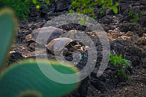 Galapagos Islands - August 23, 2017: Giant land Tortoises in the Darwin Research Center in Santa Cruz Island, Galapagos Islands,